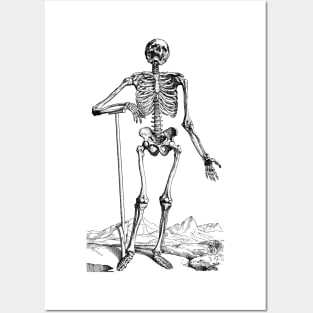 Vintage Human Anatomy Skeleton Posters and Art